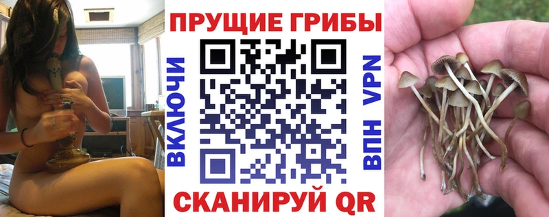 Купить где  Суджа  Галлюциногенные грибы Psilocybe 